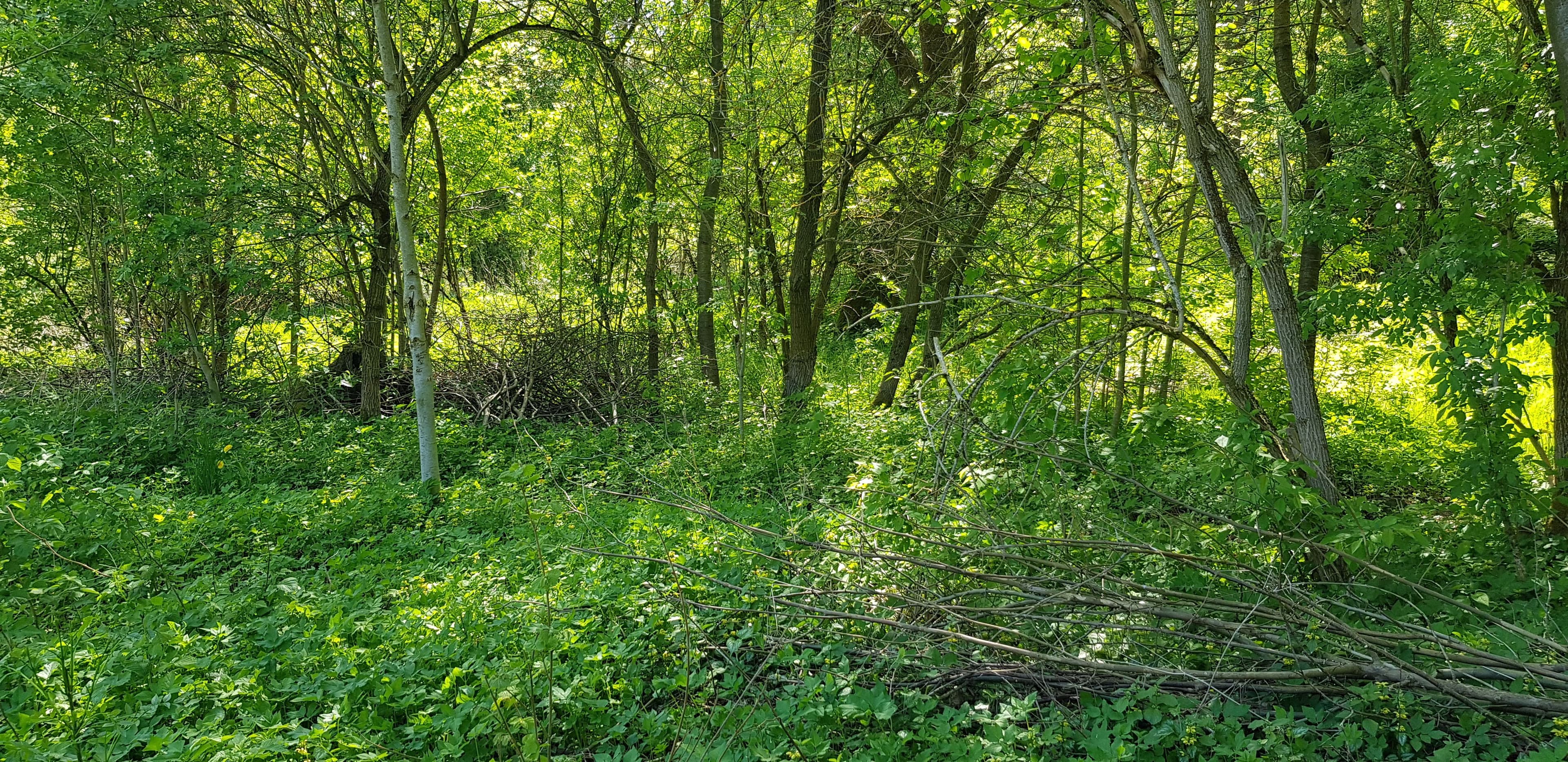 Pozemek Slunný pozemek pro váš tiny house v srdci klidné vesnice Blankartice!
