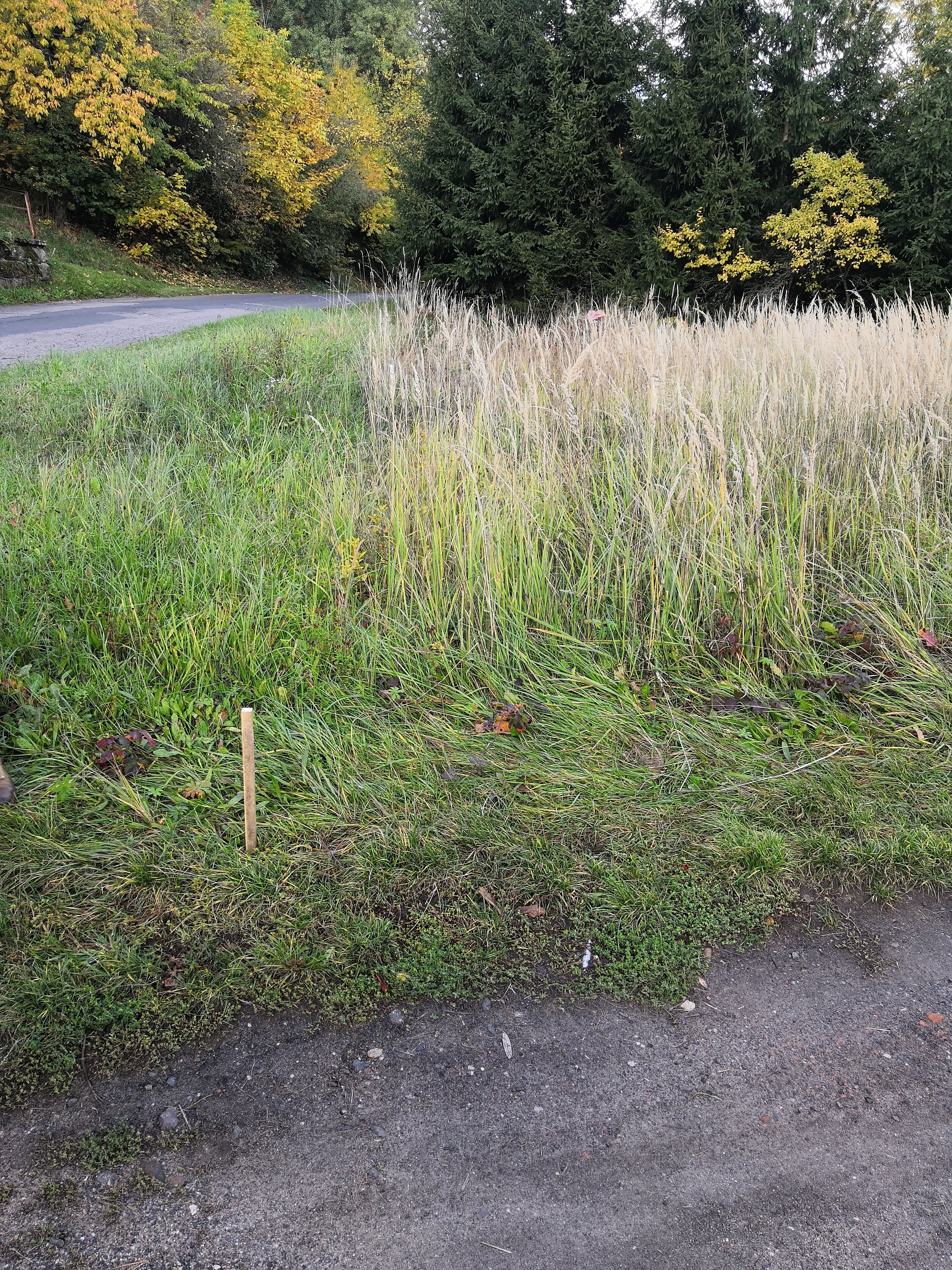 Pozemek Váš budoucí glampingový ráj v srdci Českého Ráje! 