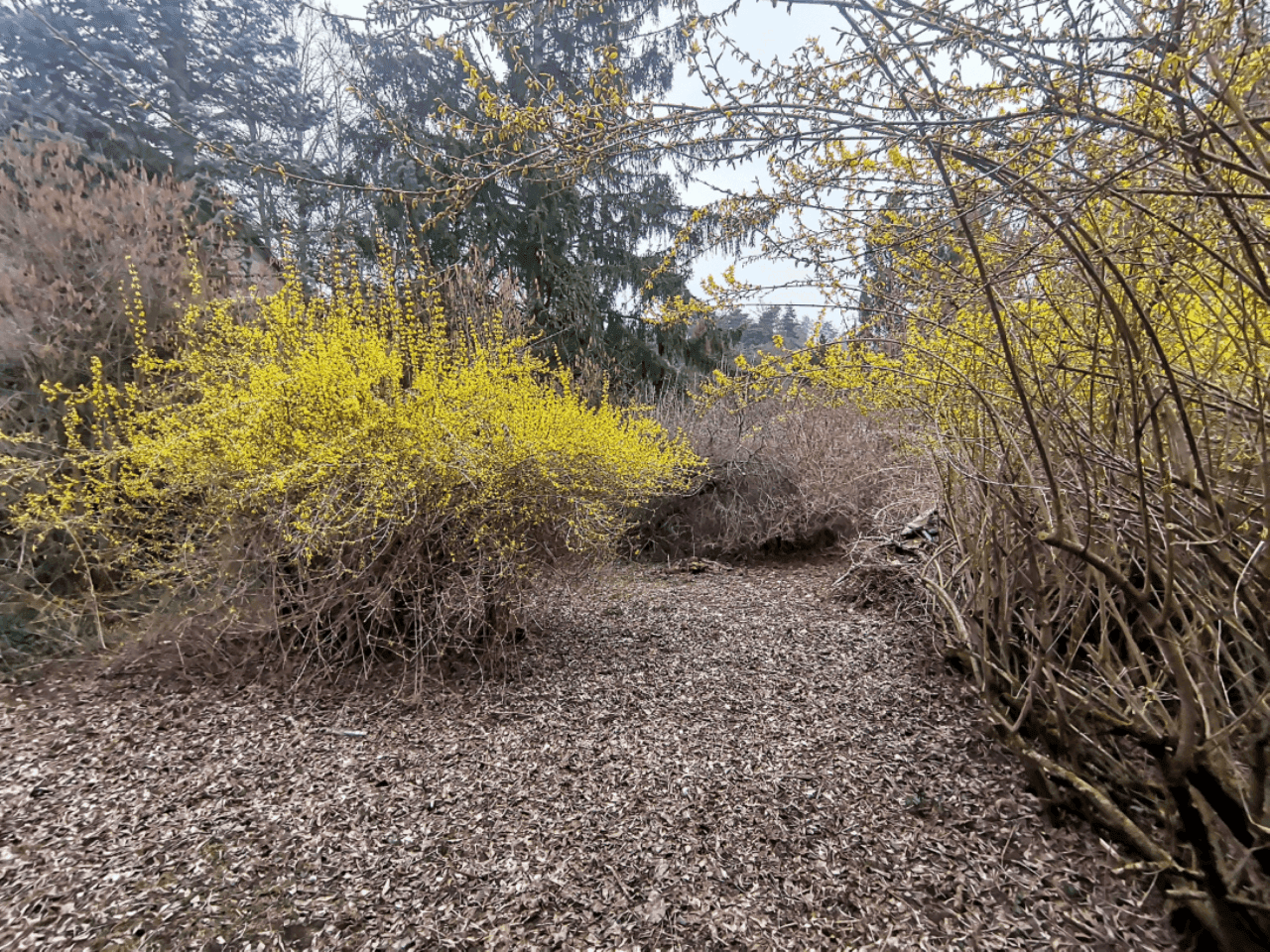 Pozemek 🏡 Pronájem kouzelného stavebního pozemku ve Velkých Popovicích – oáza klidu v přírodě!
