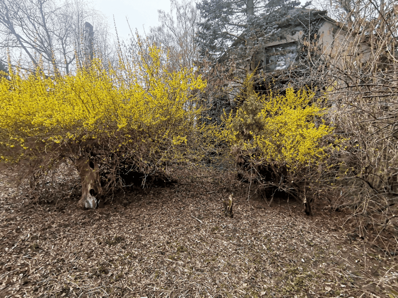 Pozemek 🏡 Pronájem kouzelného stavebního pozemku ve Velkých Popovicích – oáza klidu v přírodě!