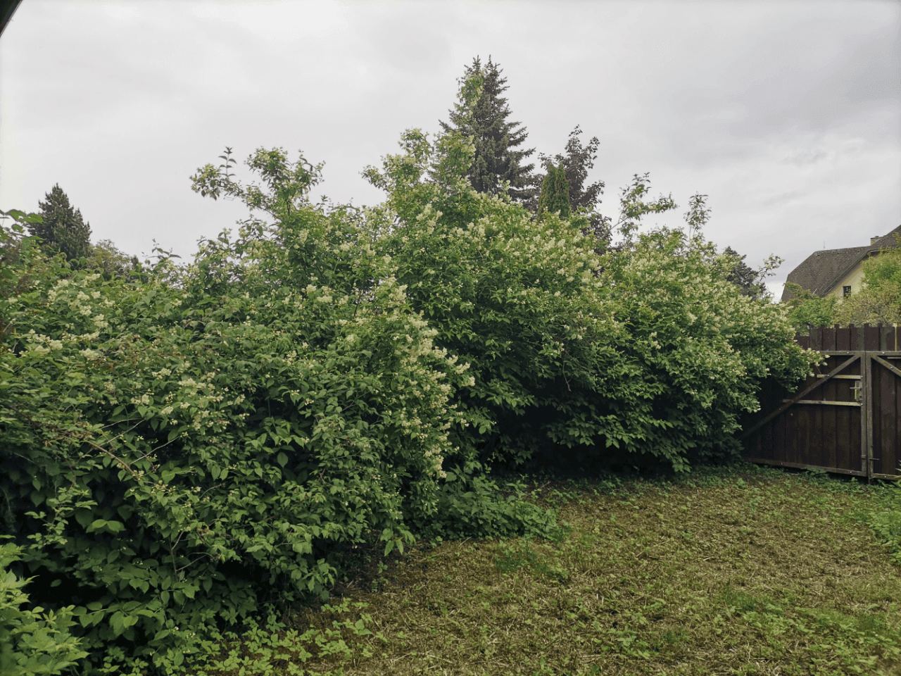 Pozemek 🏡 Pronájem kouzelného stavebního pozemku ve Velkých Popovicích – oáza klidu v přírodě!