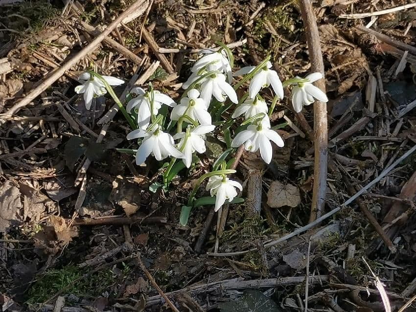 Pozemek 🏡 Pronájem kouzelného stavebního pozemku ve Velkých Popovicích – oáza klidu v přírodě!