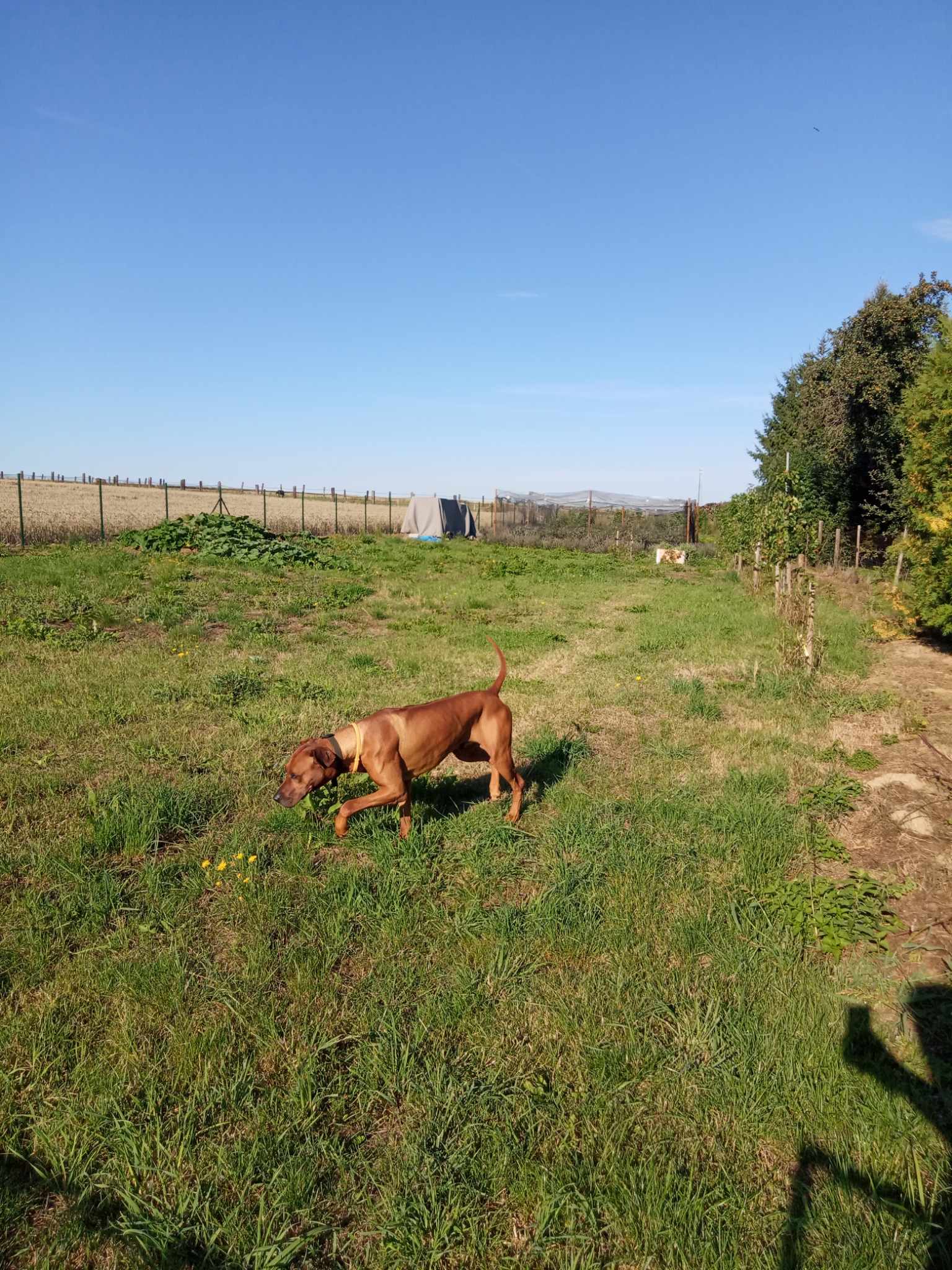 Pozemek Pozemek pro váš vlastní tiny house v srdci Miletína u Onomyšle