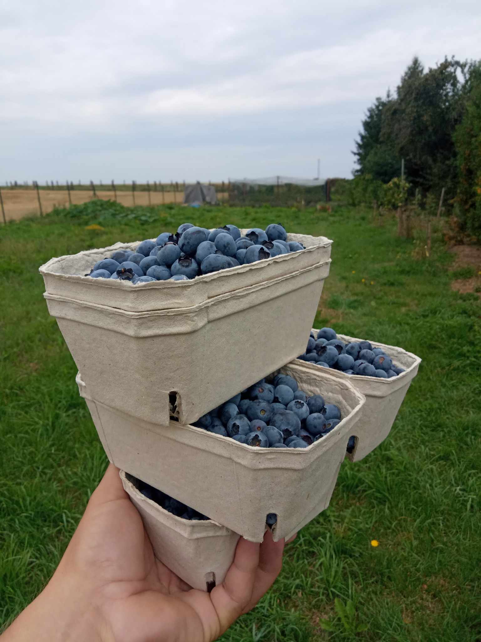 Pozemek Pozemek pro váš vlastní tiny house v srdci Miletína u Onomyšle