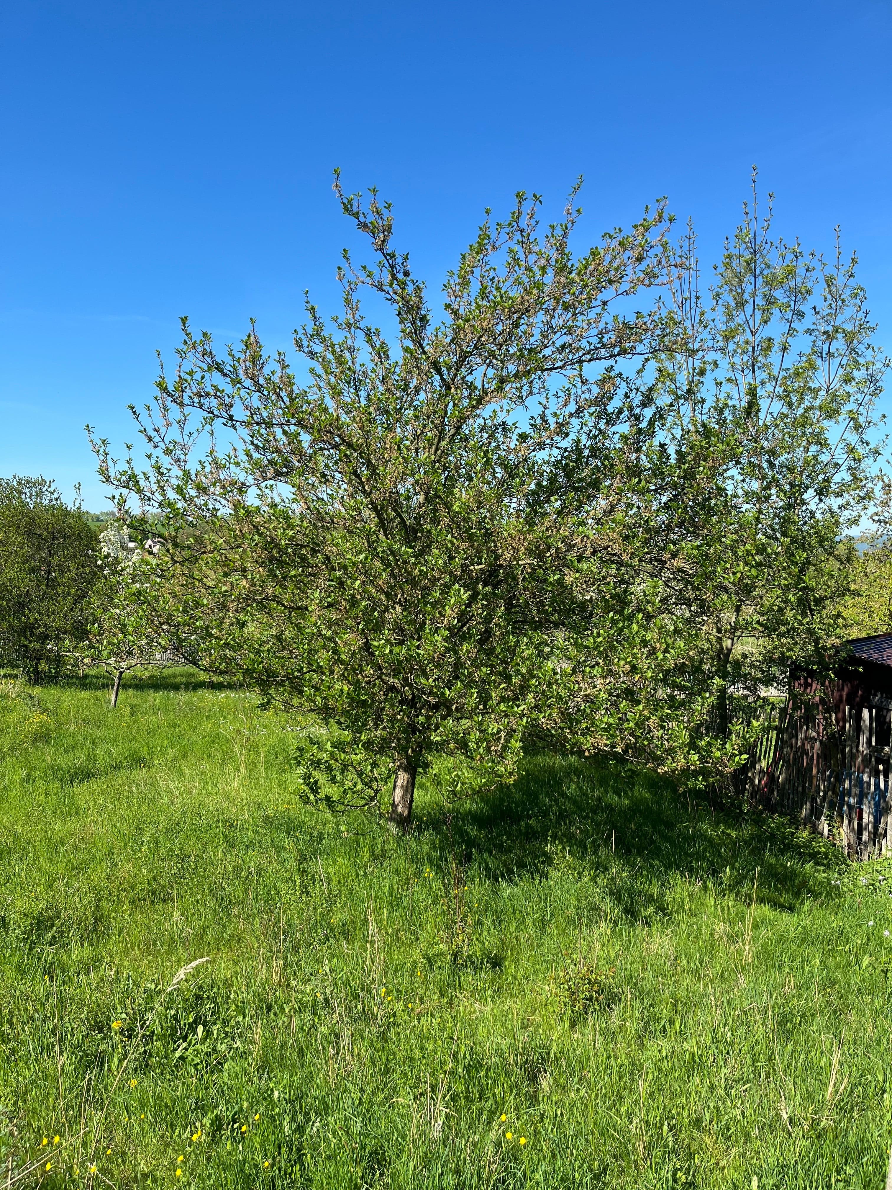 Pozemek 🏡 Dlouhodobý pronájem pozemku se zelení – Křemačov u Mohelnice Pozemek 🏡 Dlouhodobý pronájem pozemku se zelení – Křemačov u Mohelnice