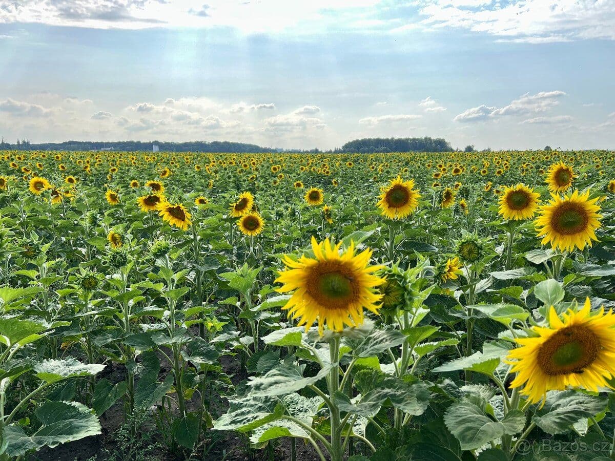 Pozemek Poděbrady Slunný stavební pozemek 619m2 na okraji Poděbrad - Nymburk | Bazoš.cz Pozemek Poděbrady Slunný stavební pozemek 619m2 na okraji Poděbrad - Nymburk | Bazoš.cz